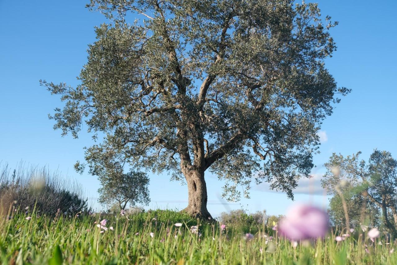 Regina Di Ulivi Bed & Breakfast Ostuni Luaran gambar